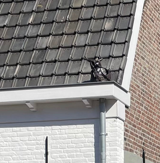 Uil van keramiek in rand van dak